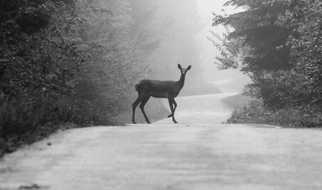 le strade di montagna possono nascondere il pericolo di avere un incidente in moto con un animale selvatico in libertà