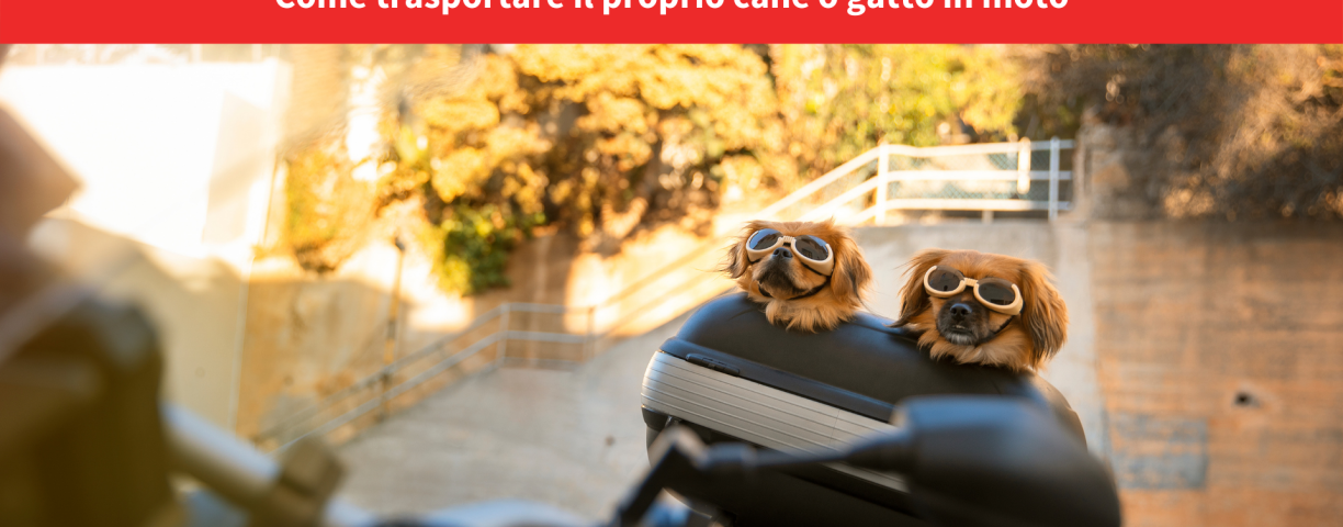 23740_Motoplatinum_trasportare20gatto20o20cane